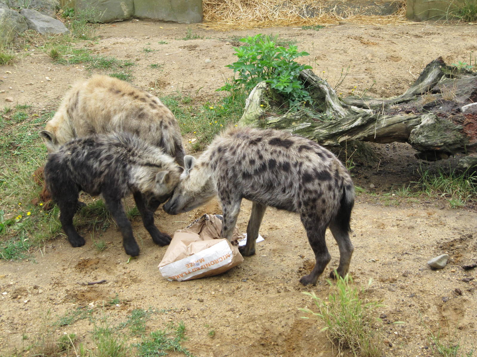 Spotted Hyenas scavenging at Colchester Zoo 11/07/14