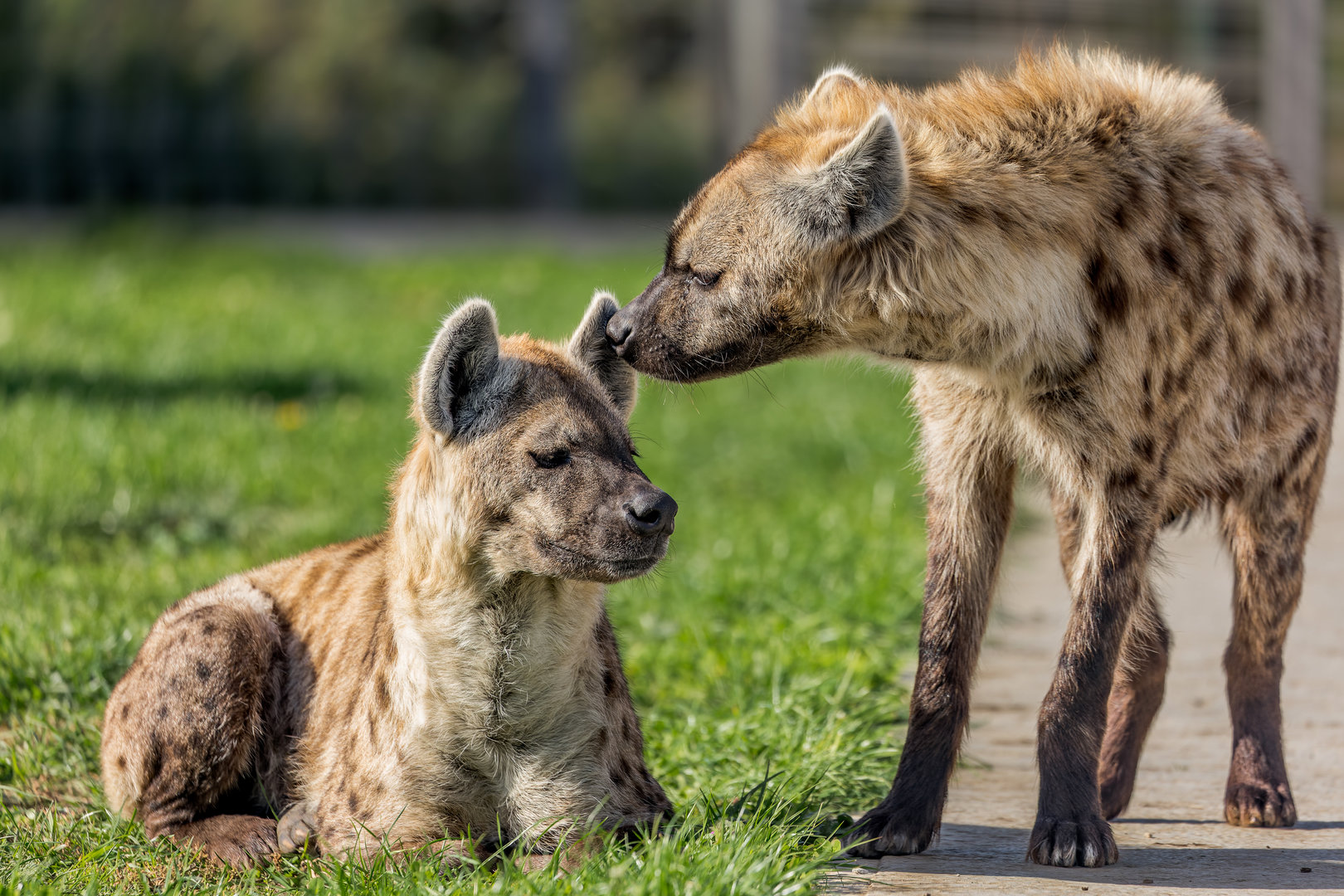 Spotted Hyenas / Wolds Wildlife Park / 6-10-22