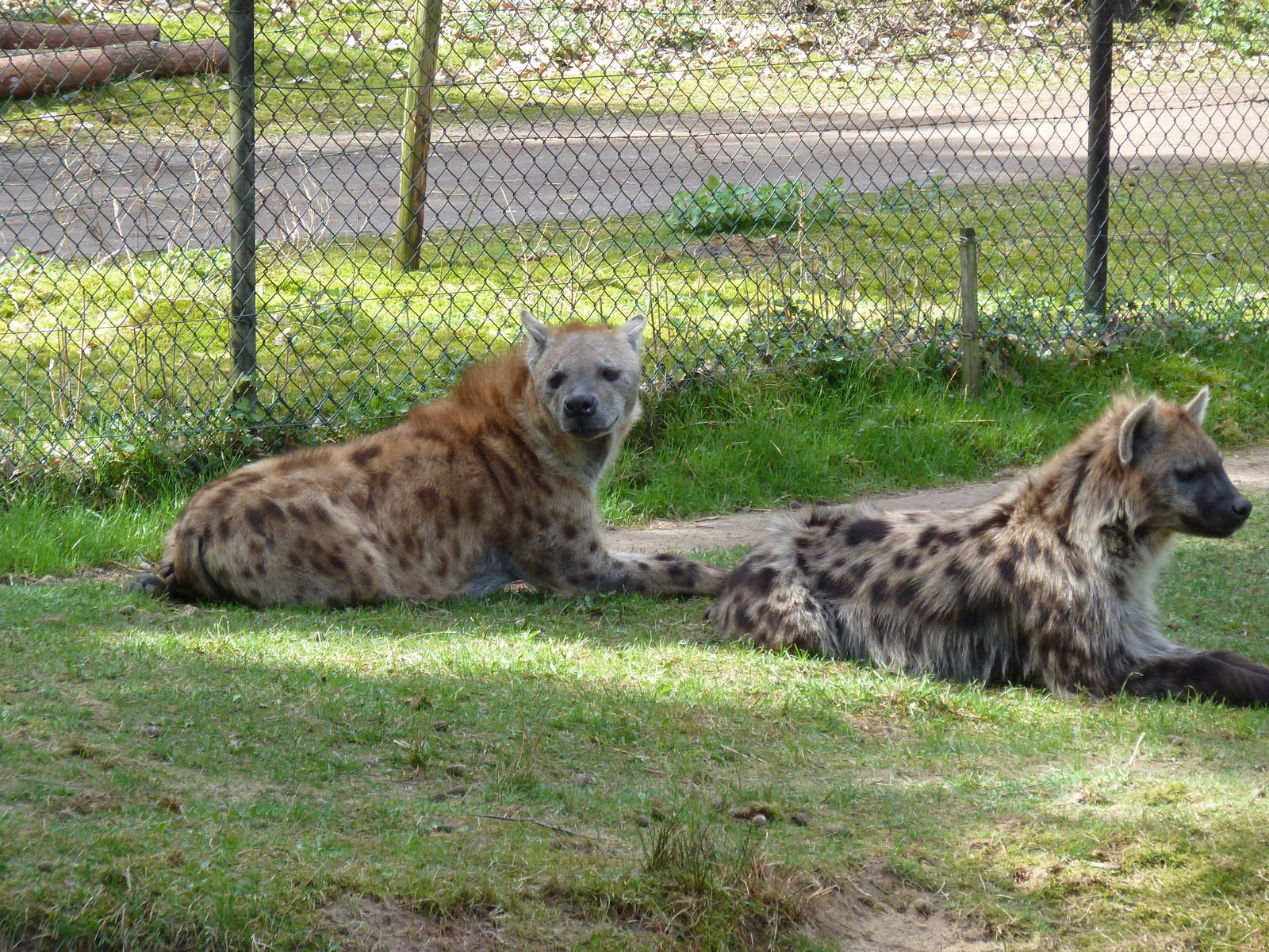 Spotted Hyena's