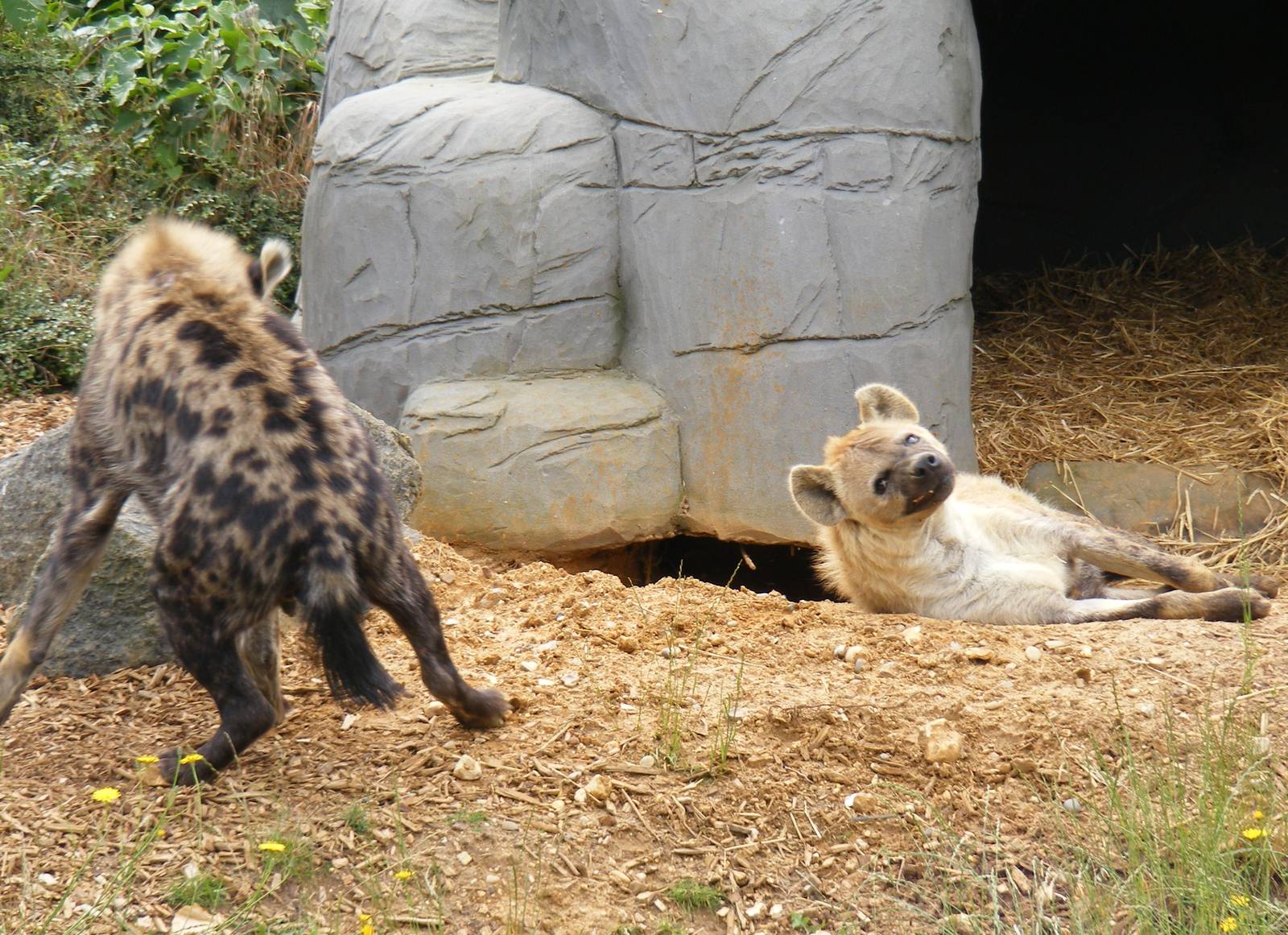 Spotted hyenas