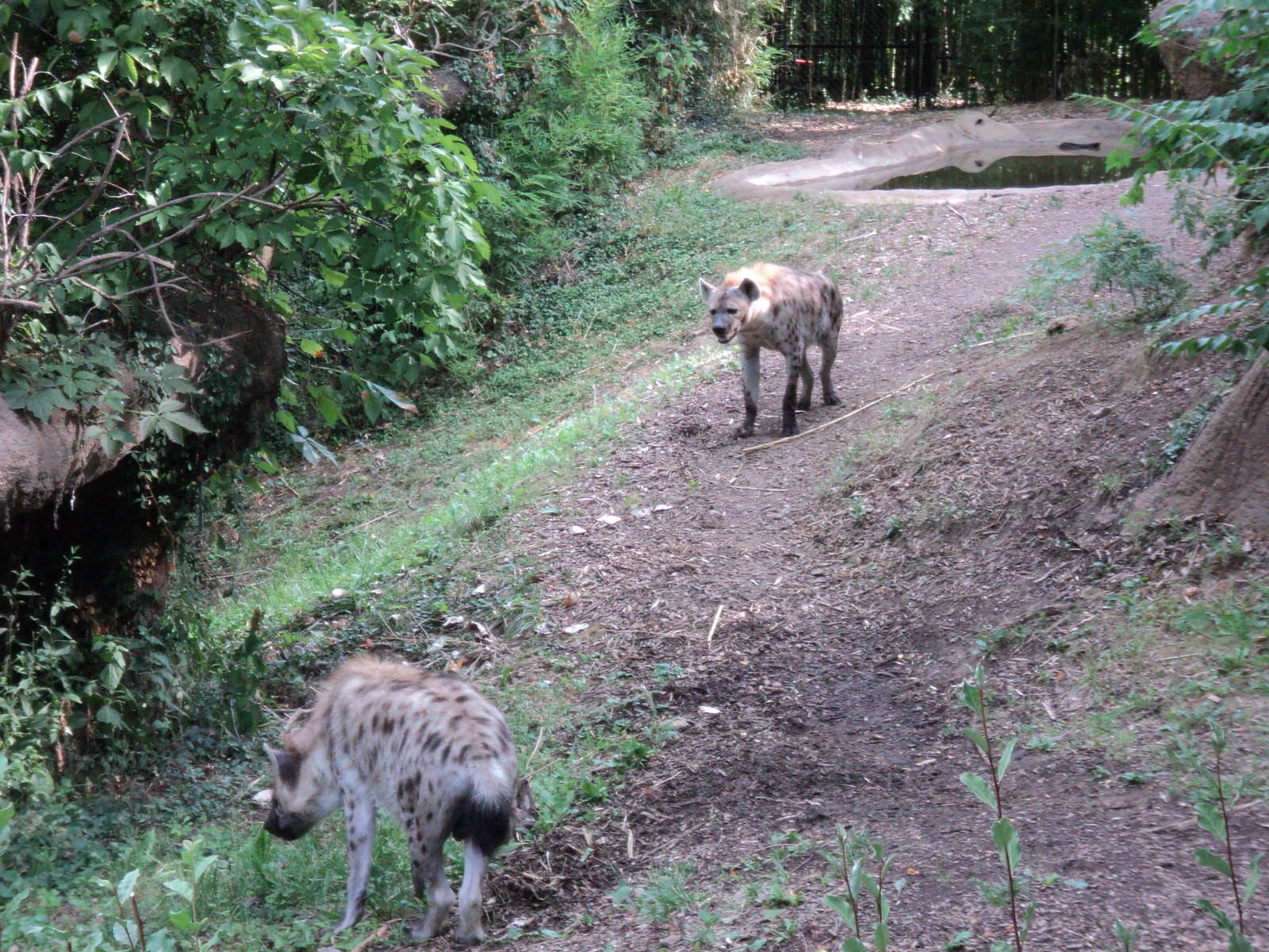 Spotted Hyenas