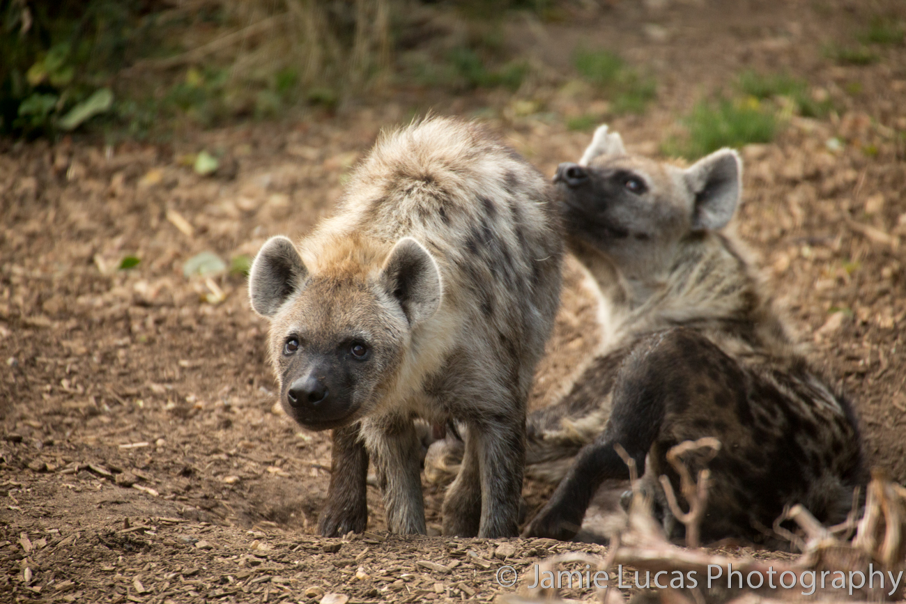 Spotted Hyenas
