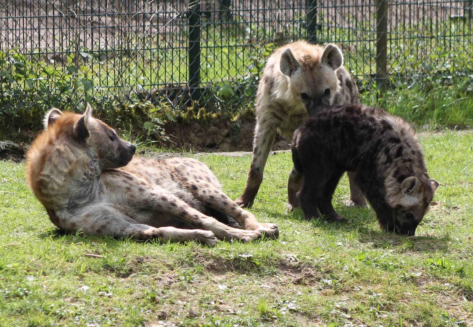 Spotted hyenas