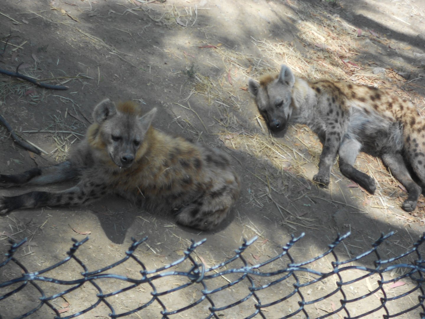 Spotted hyenas