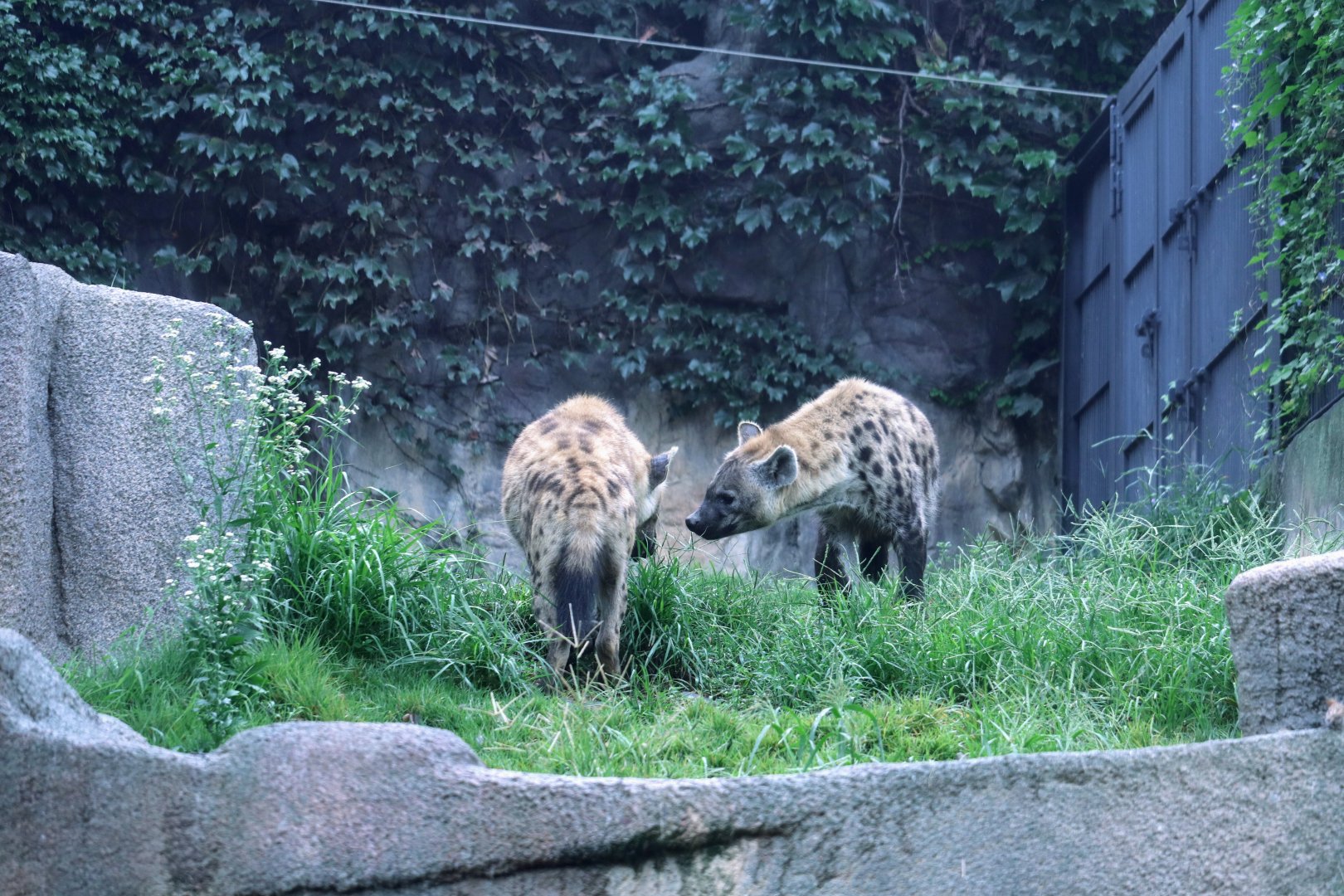 Spotted Hyenas