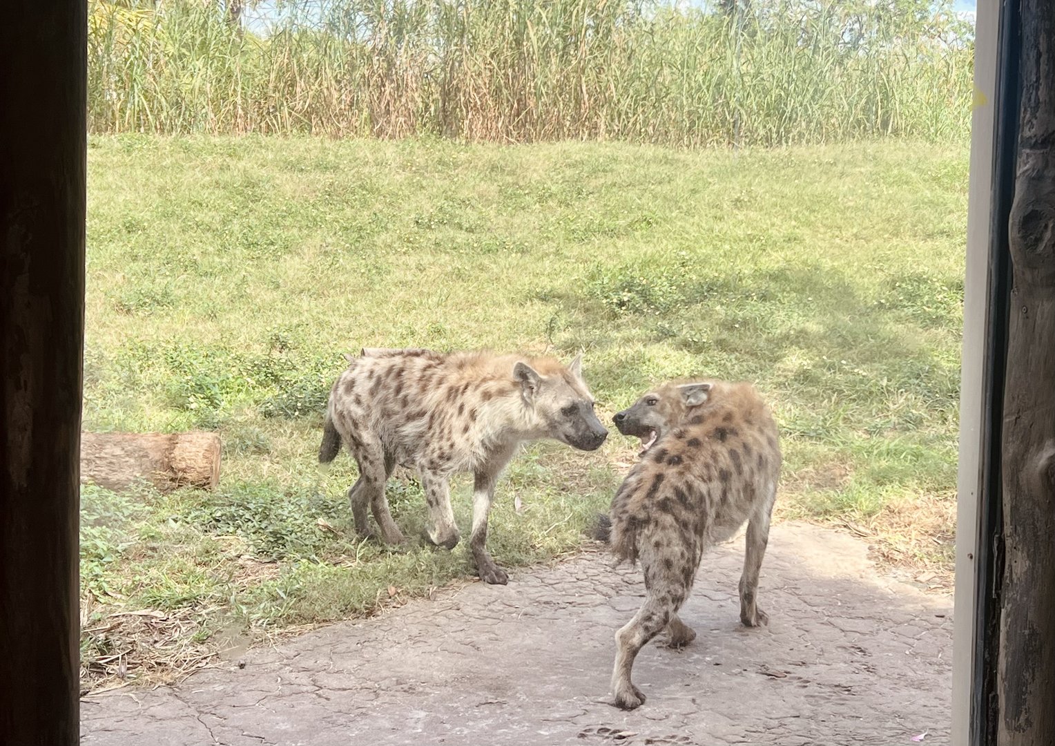 Spotted Hyenas