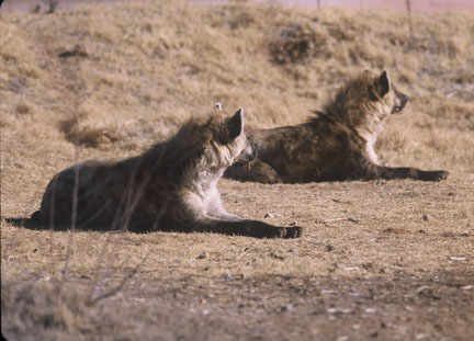 spotted hyenas