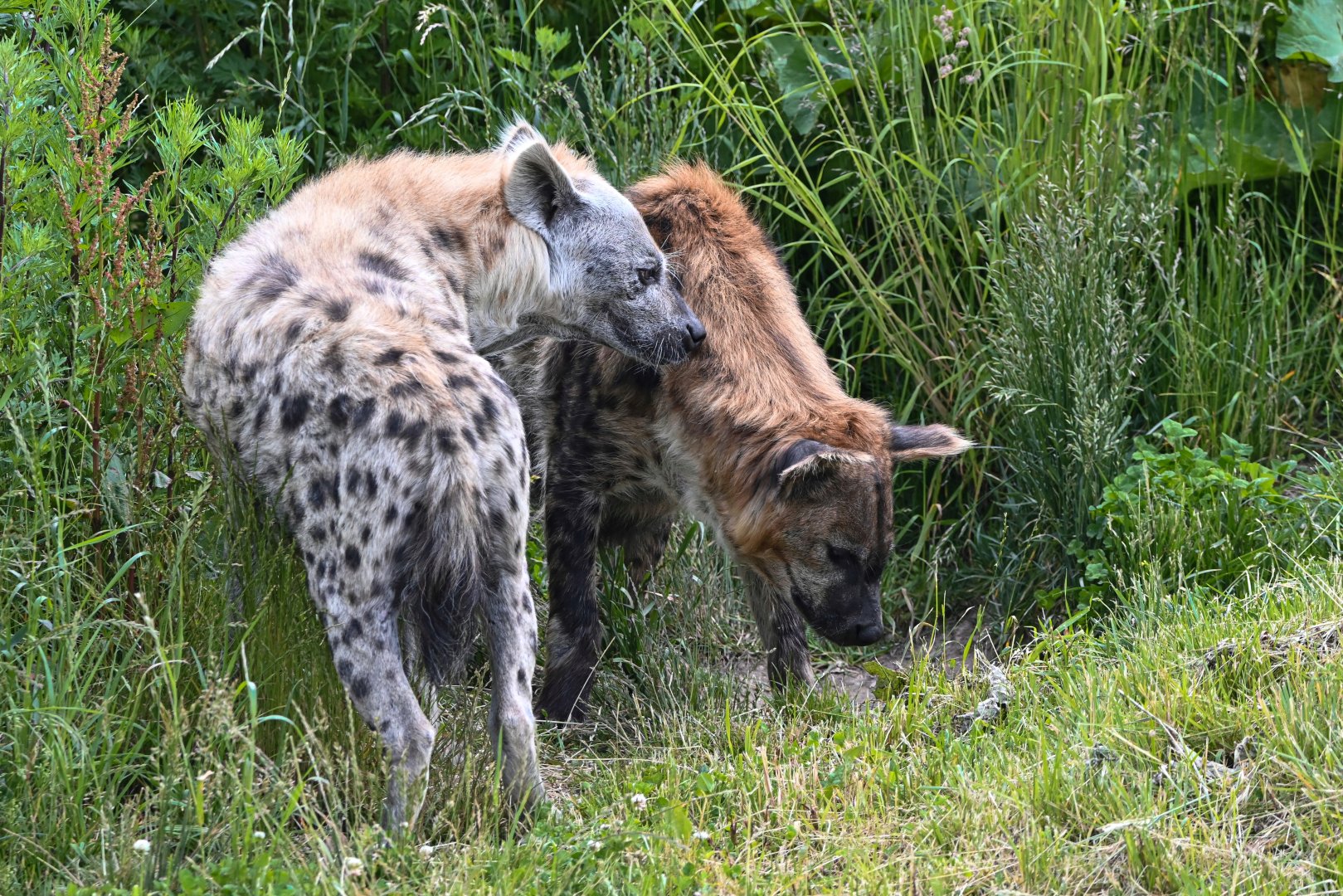 Spotted hyenas
