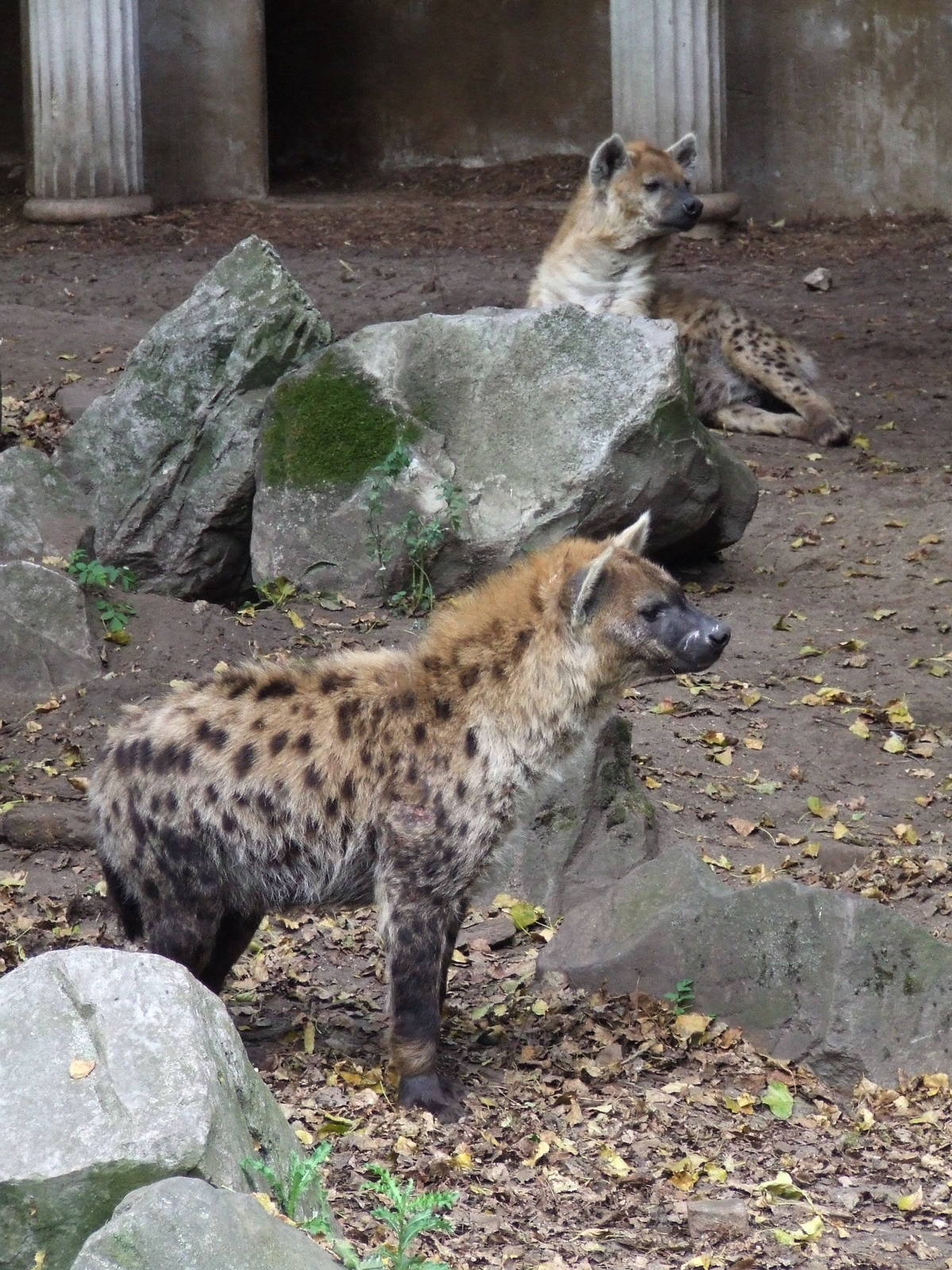 Spotted Hyenas