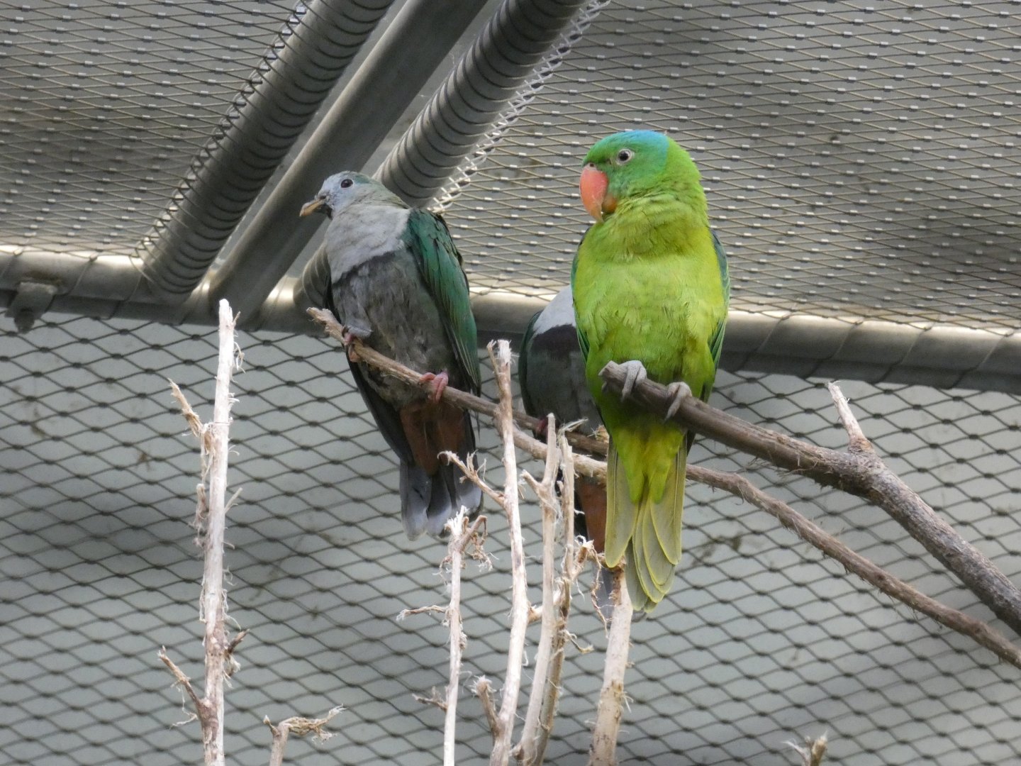 Spotted imperial pigeon and blue-naped parrot