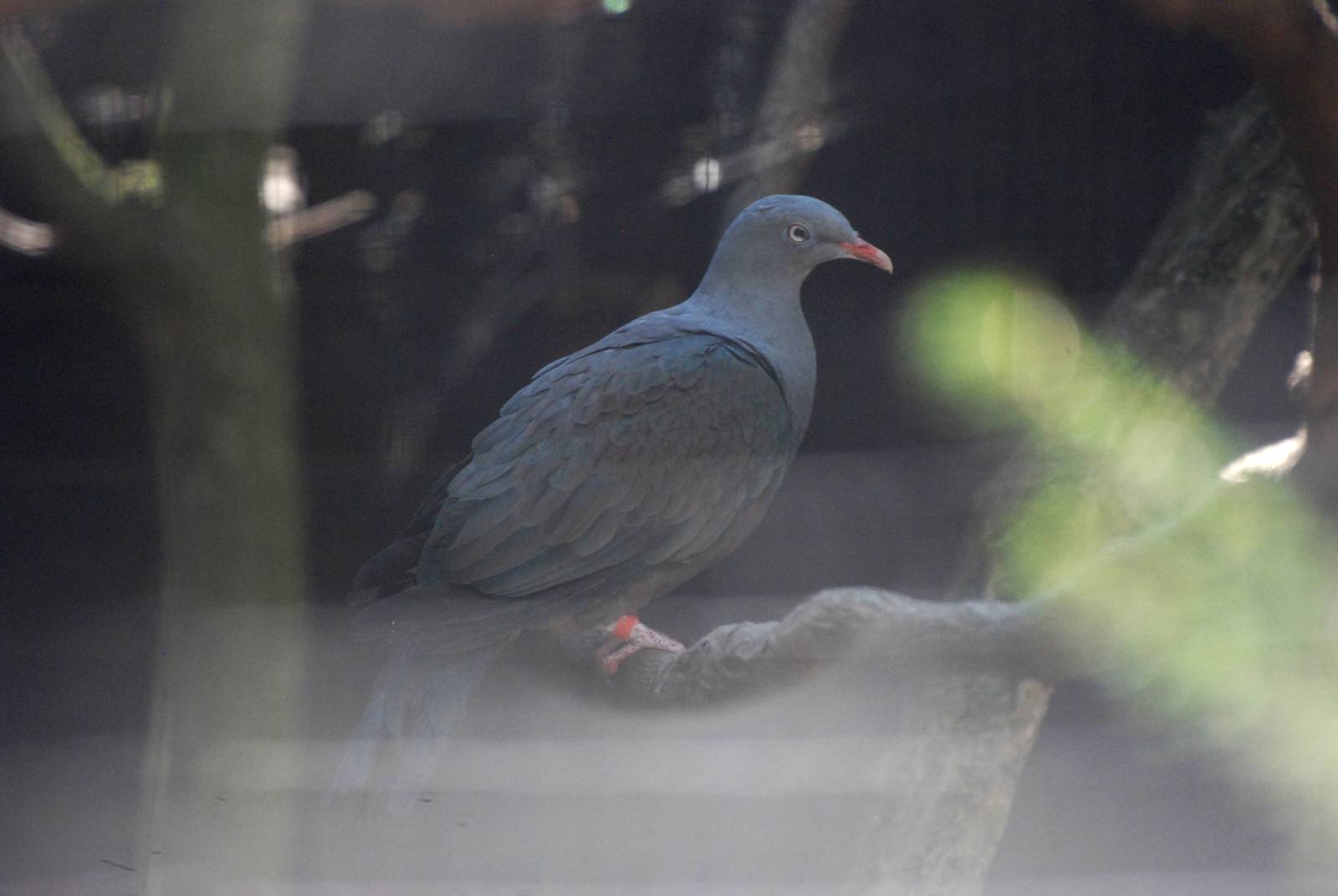 Spotted Imperial Pigeon at Prague, 25/08/12