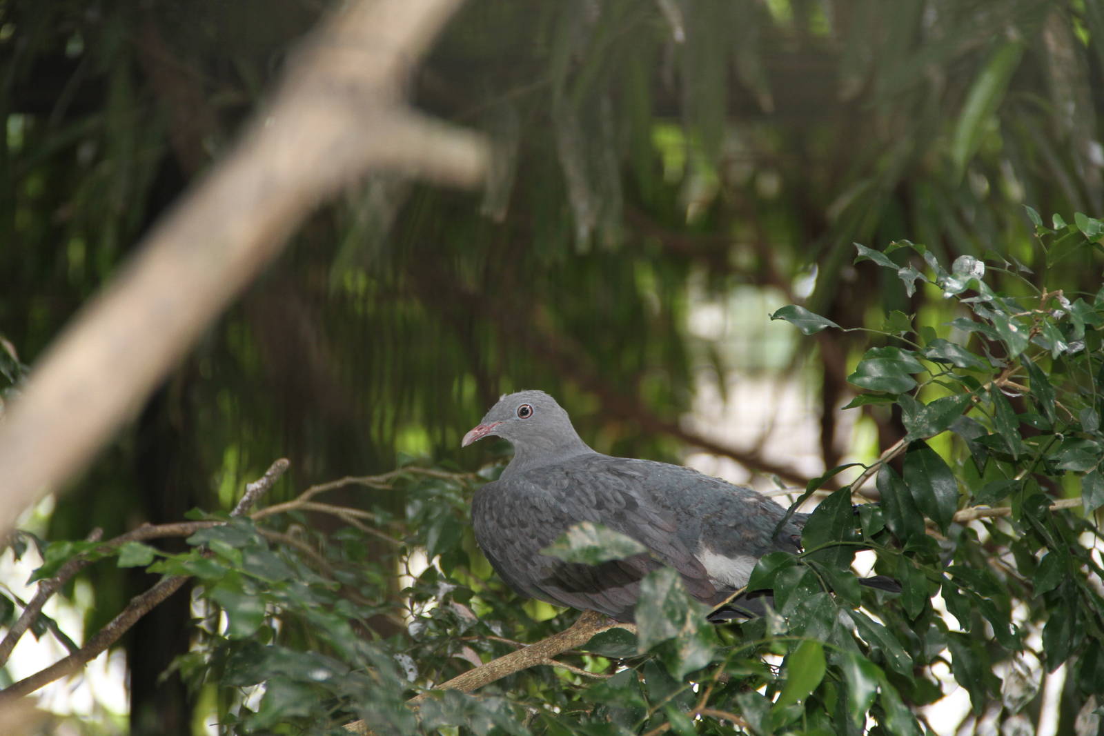 Spotted Imperial Pigeon (Ducula carola)
