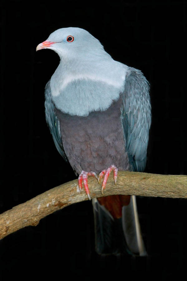 Spotted Imperial-pigeon (Ducula carola)
