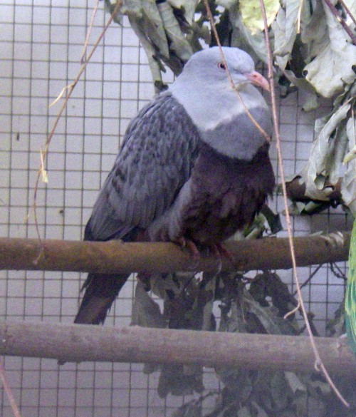 Spotted Imperial Pigeon (Ducula carola)