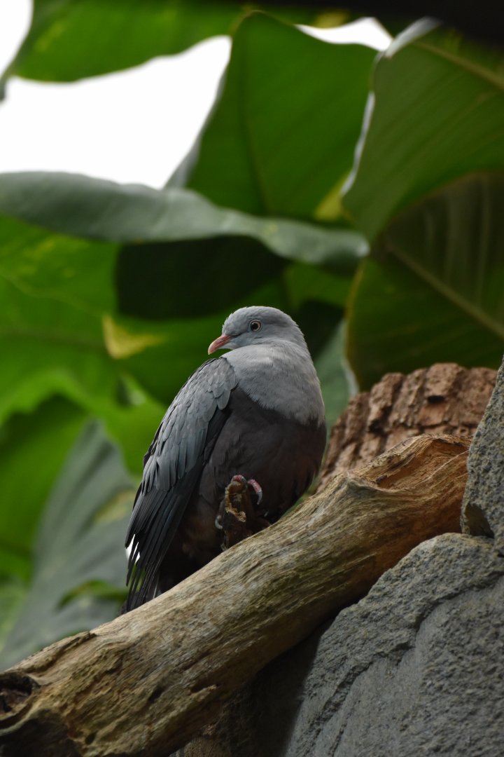Spotted imperial-pigeon  (Ducula carola)
