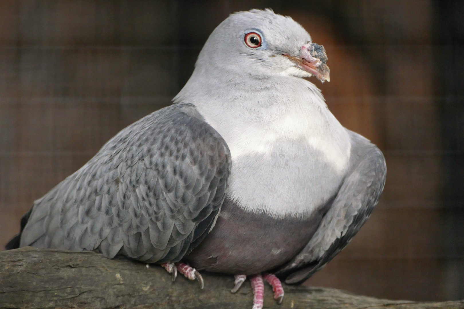 Spotted Imperial Pigeon