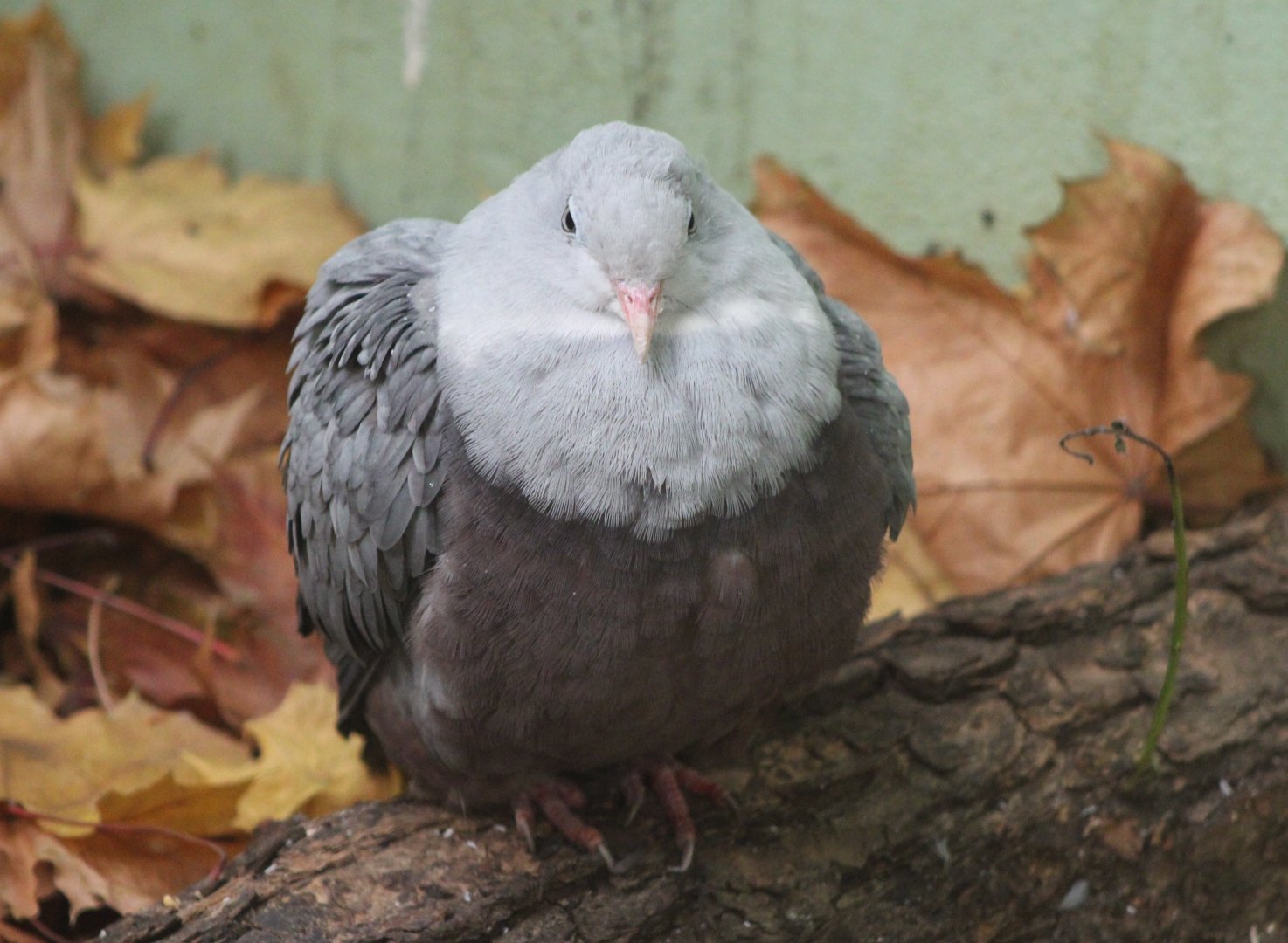 Spotted imperial-pigeon