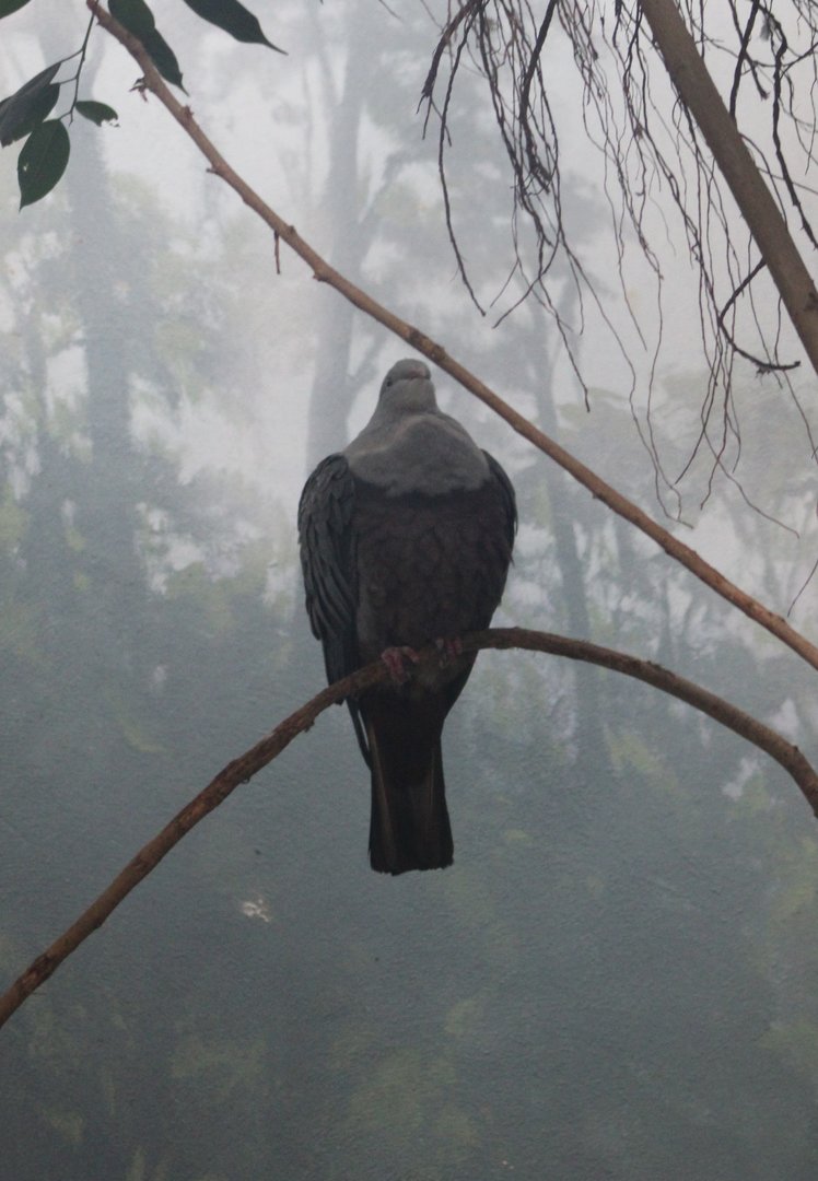 Spotted imperial pigeon