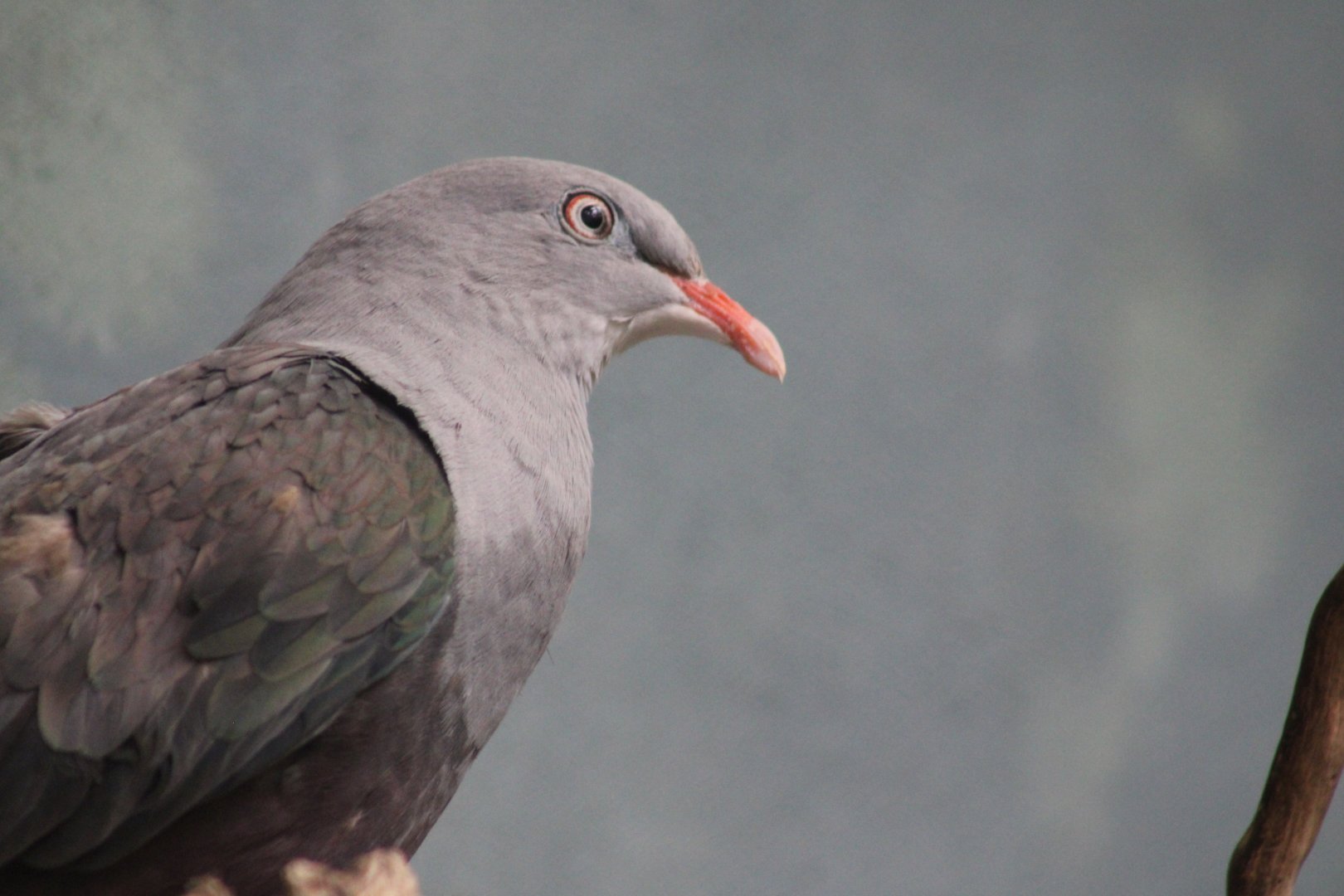 Spotted Imperial Pigeon