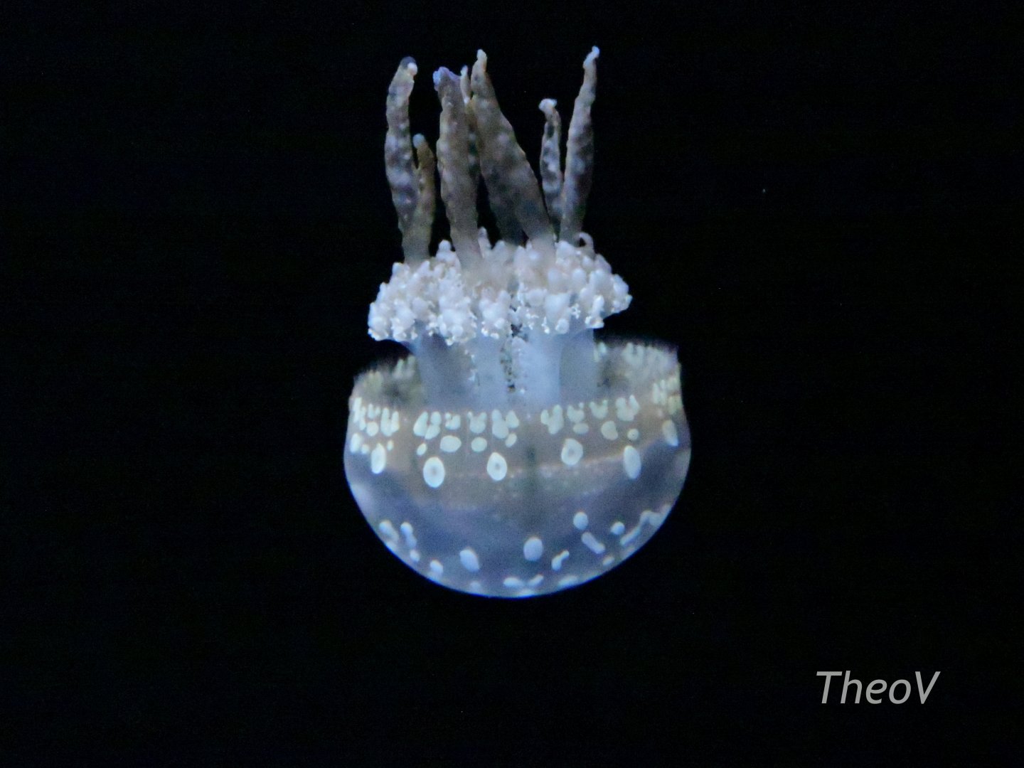 Spotted Jelly [2015]