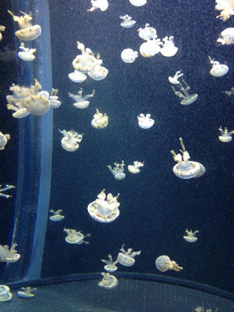 Spotted Jelly (Mastigias papua)