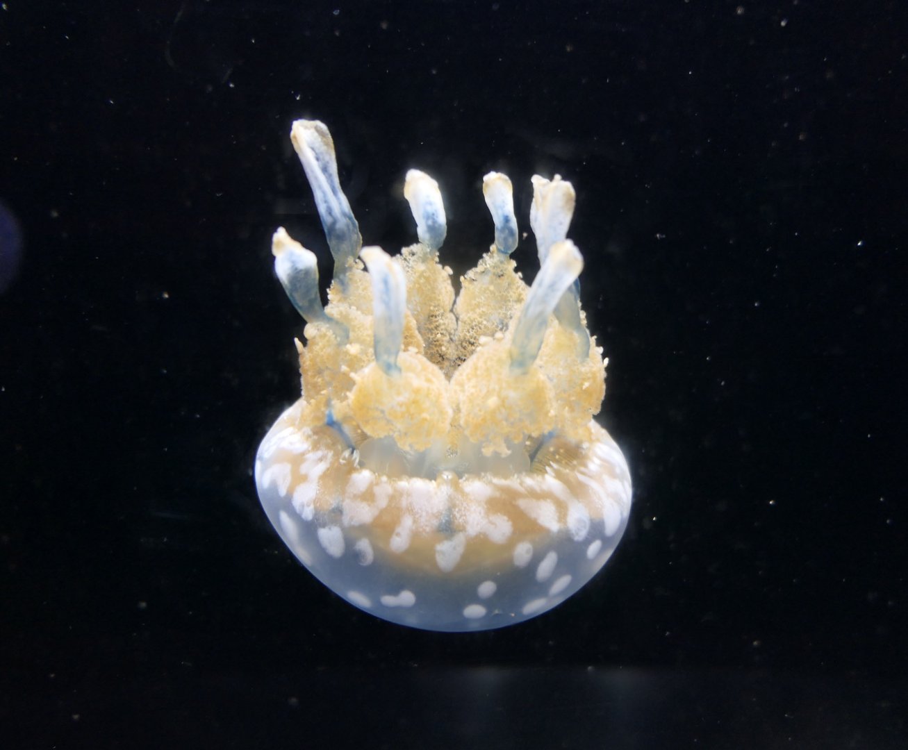 Spotted Jelly (Mastigias papua)