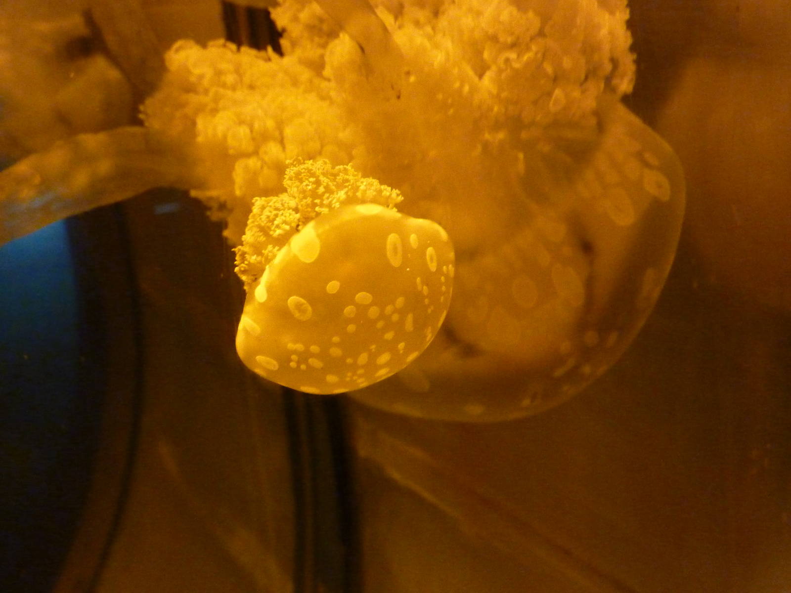 Spotted jellyfish, 8th Feb 2012