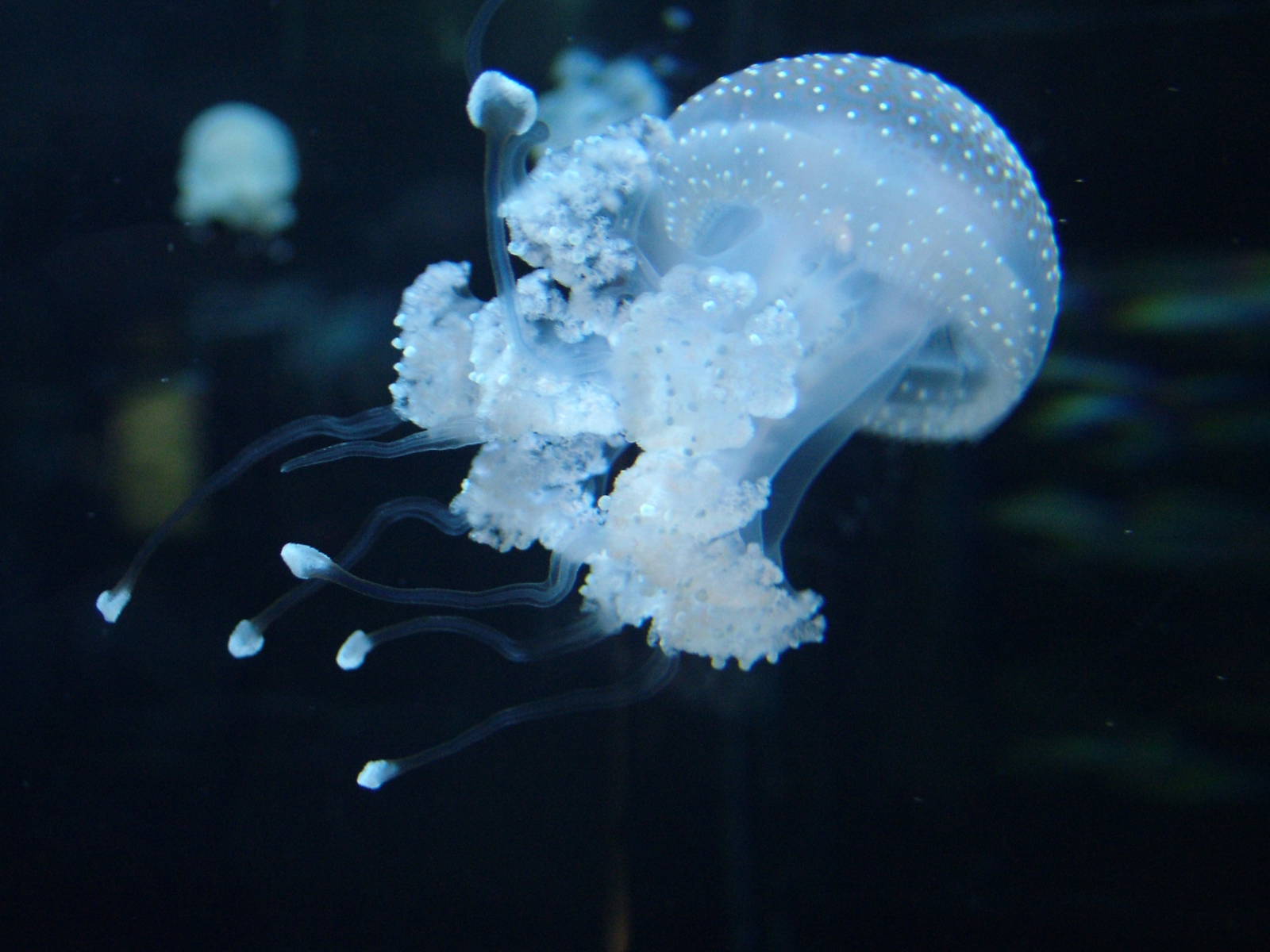 Spotted Jellyfish at Berlin Zoo Aquarium, 31/08/11