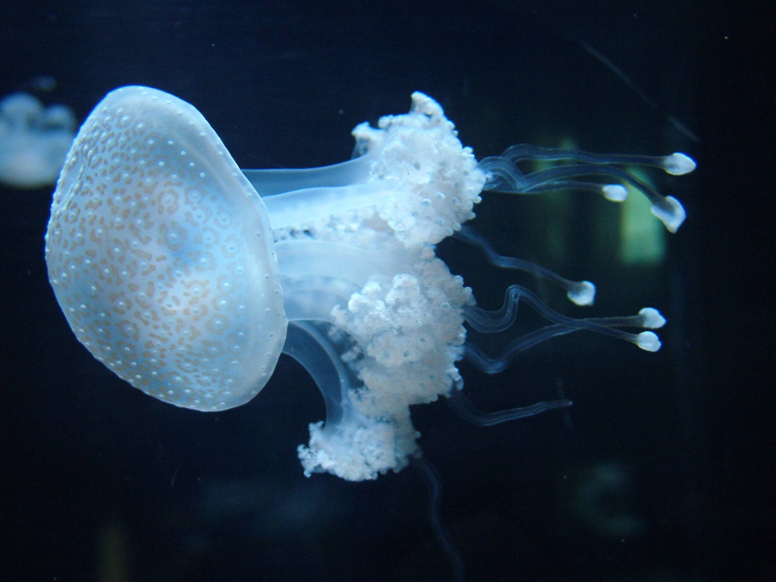 Spotted Jellyfish at Berlin Zoo Aquarium, 31/08/11