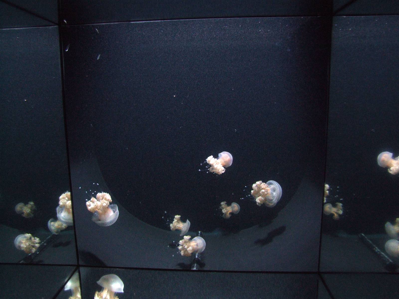 Spotted Jellyfish at Vienna, 16/06/13