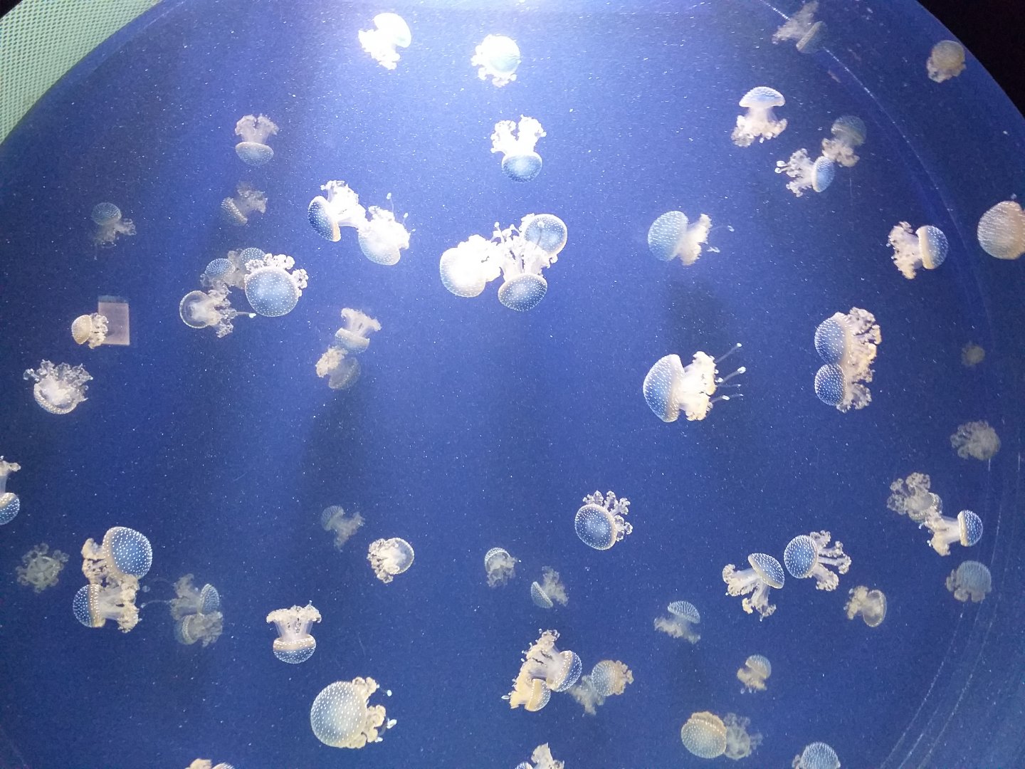 Spotted jellyfish -BioDomo (2019)