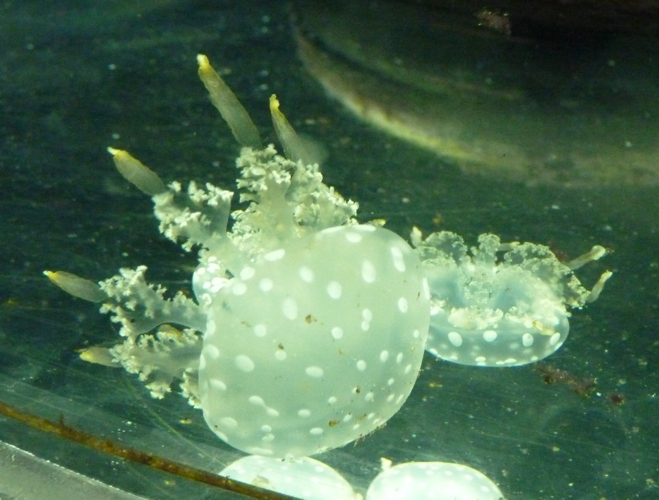 Spotted jellyfish (Mastigias papua)
