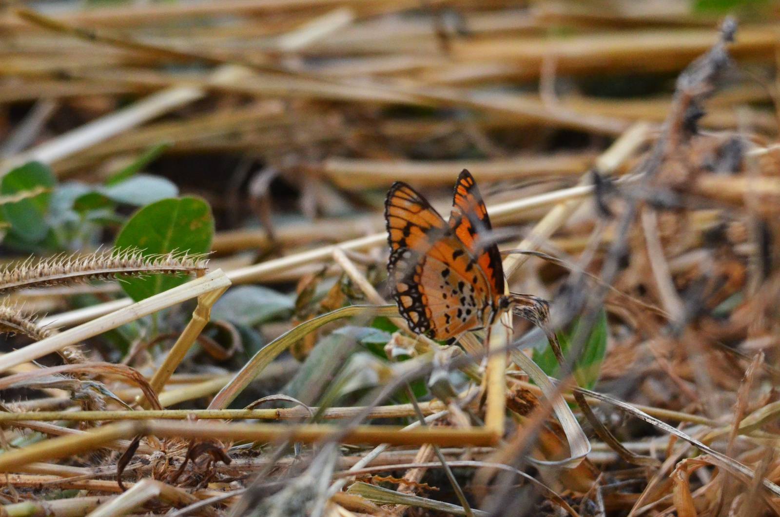 Spotted Joker, Khwai Community Area, Botswana, 24/04/16