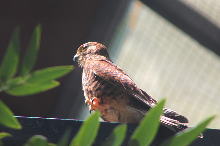 Spotted kestrel (Falco moluccensis microbalius)
