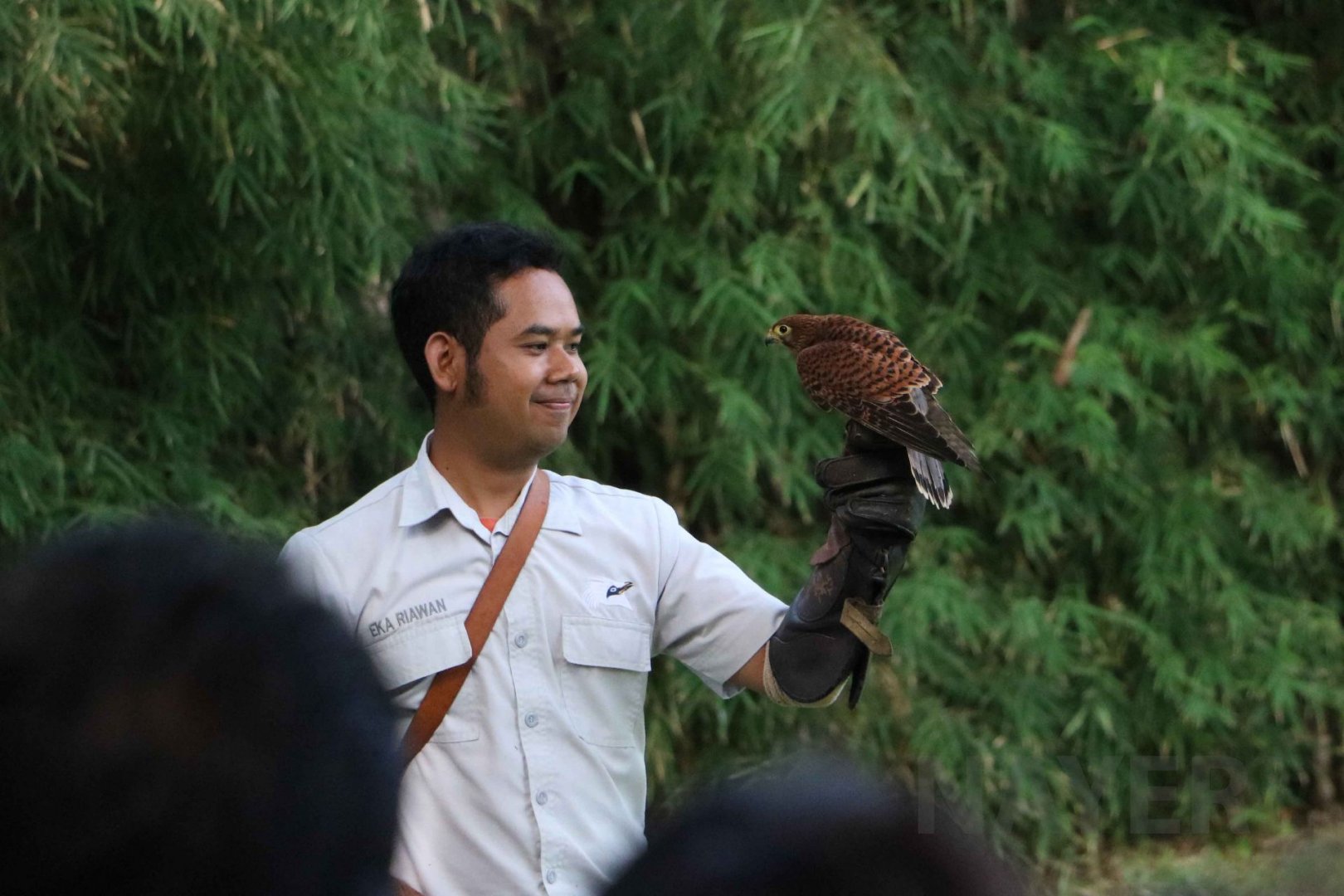 Spotted kestrel, June 2016