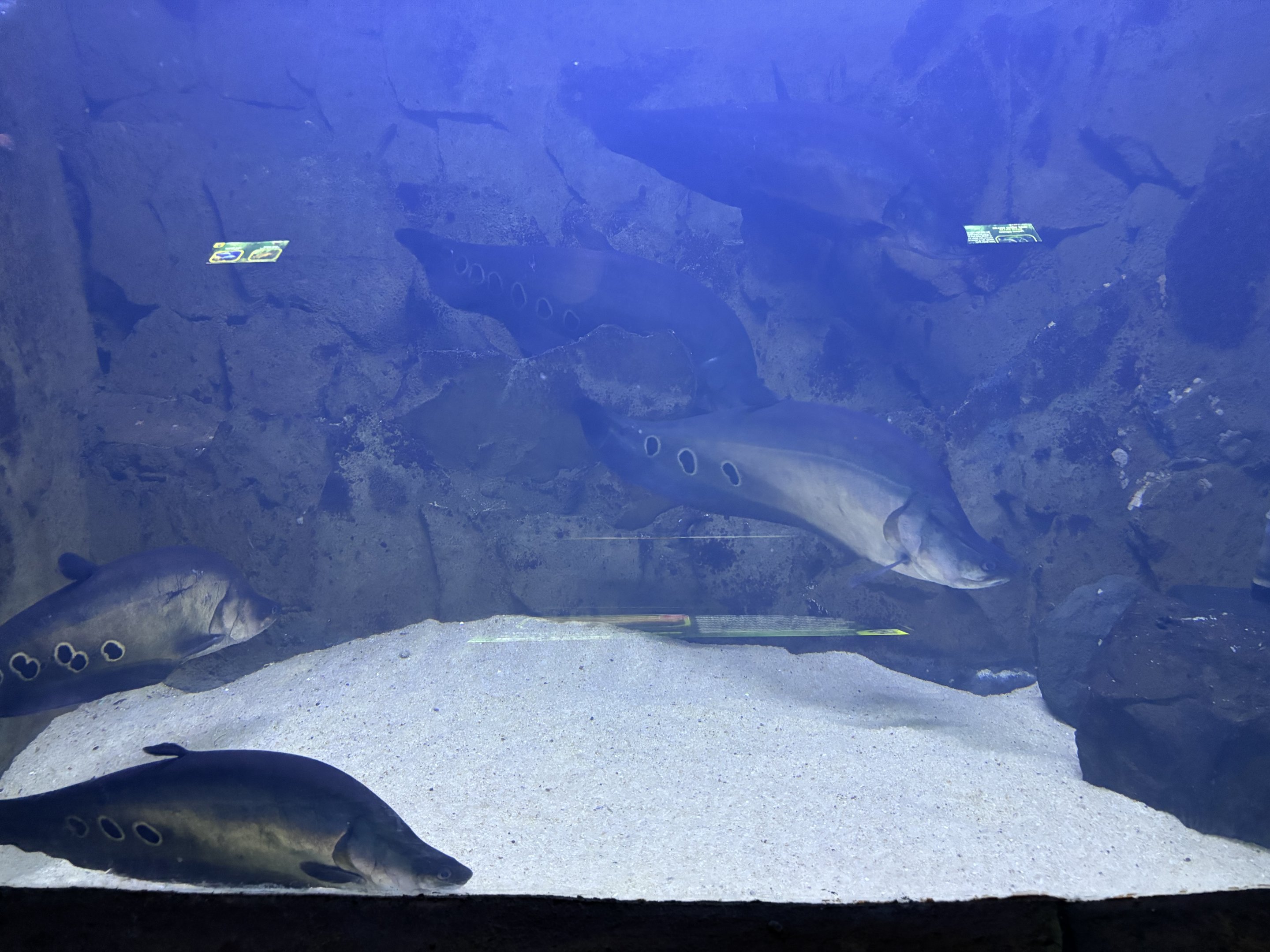 Spotted Knifefish Tank