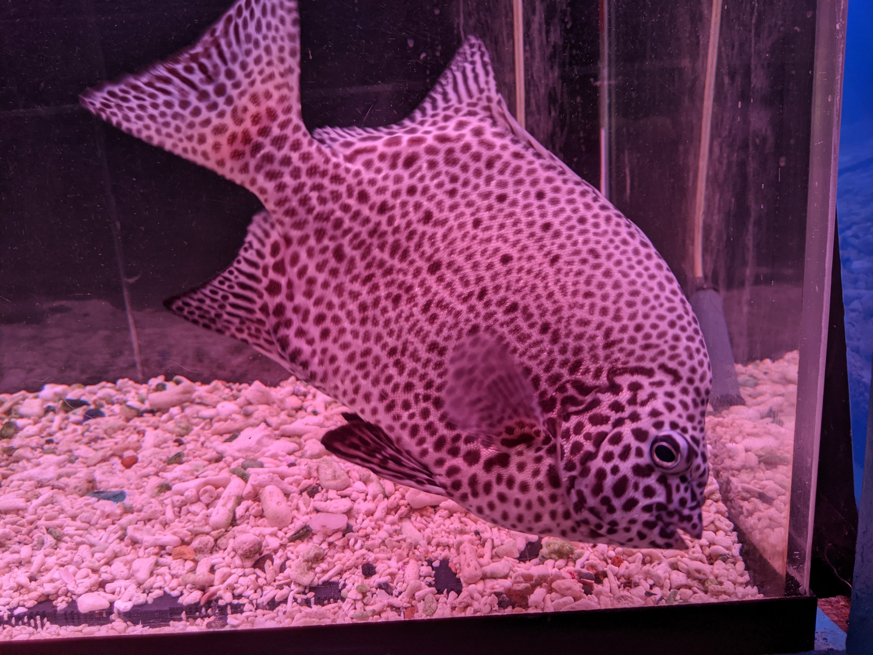 Spotted Knifejaw (Oplegnathus punctatus), Wakkanai Aquarium