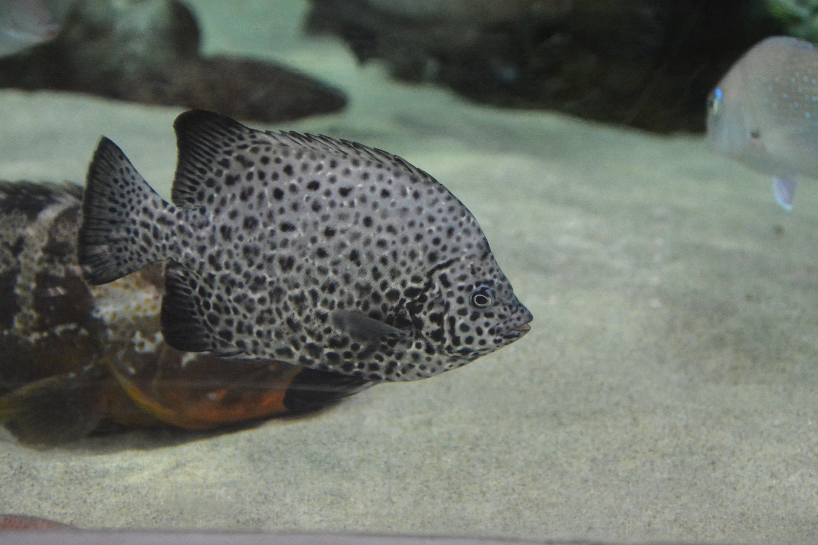 Spotted knifejaw (Oplegnathus punctatus)