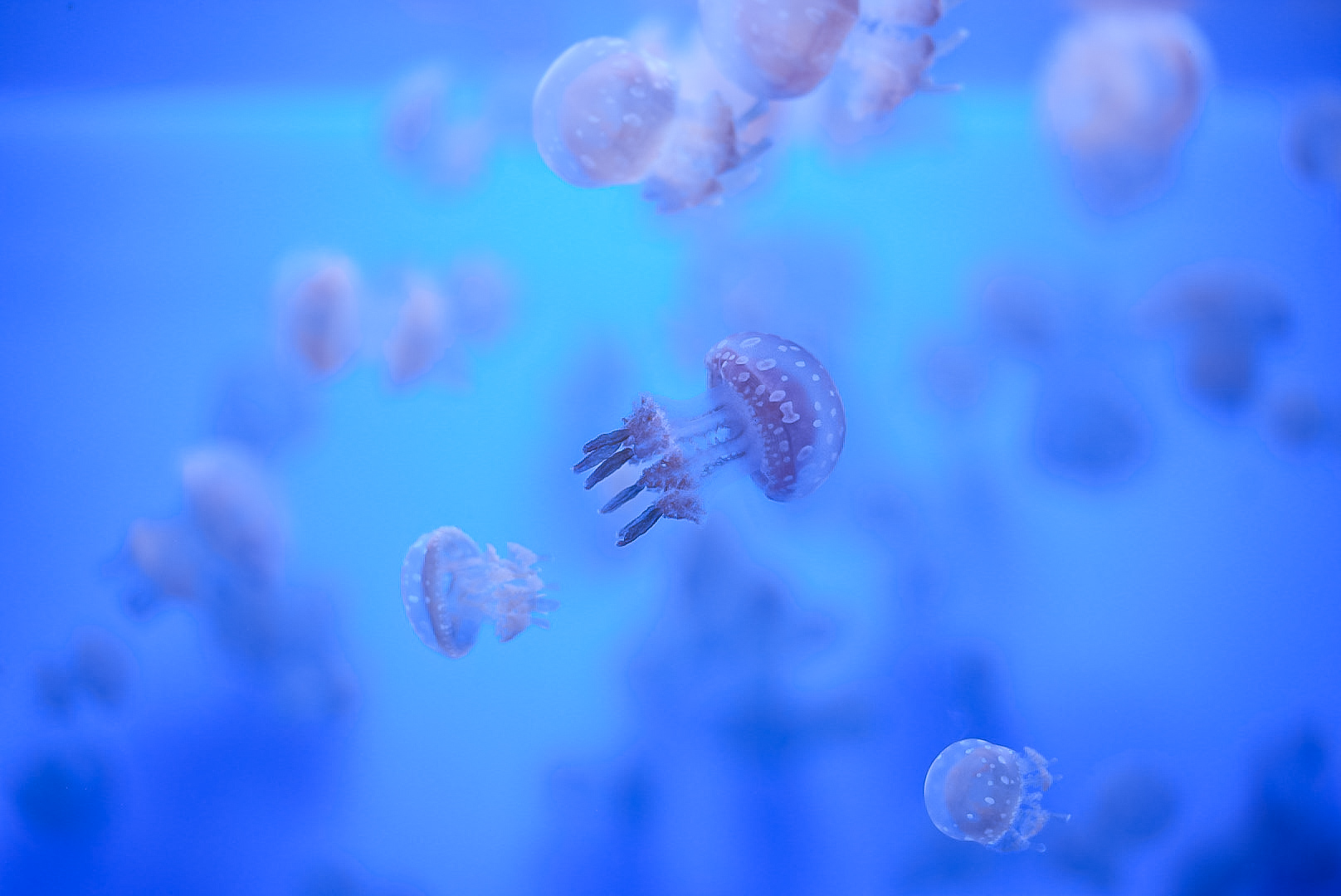 Spotted Lagoon Jellies