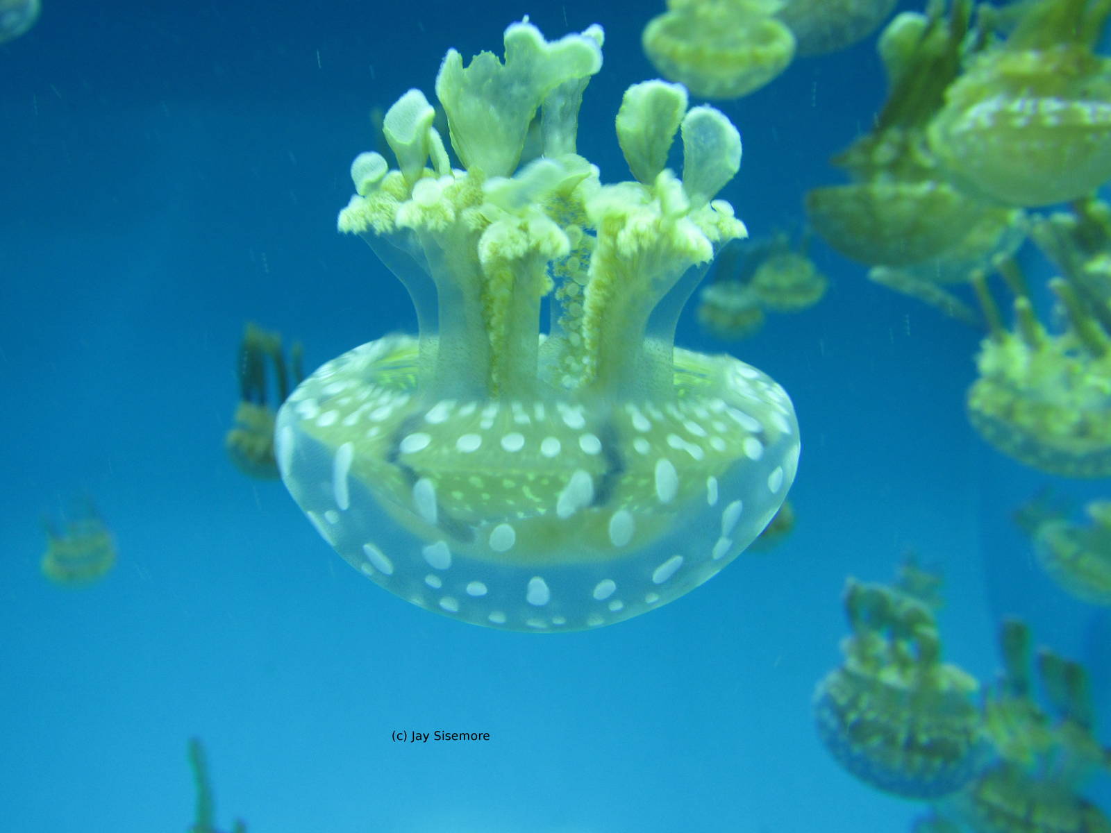 Spotted Lagoon Jelly