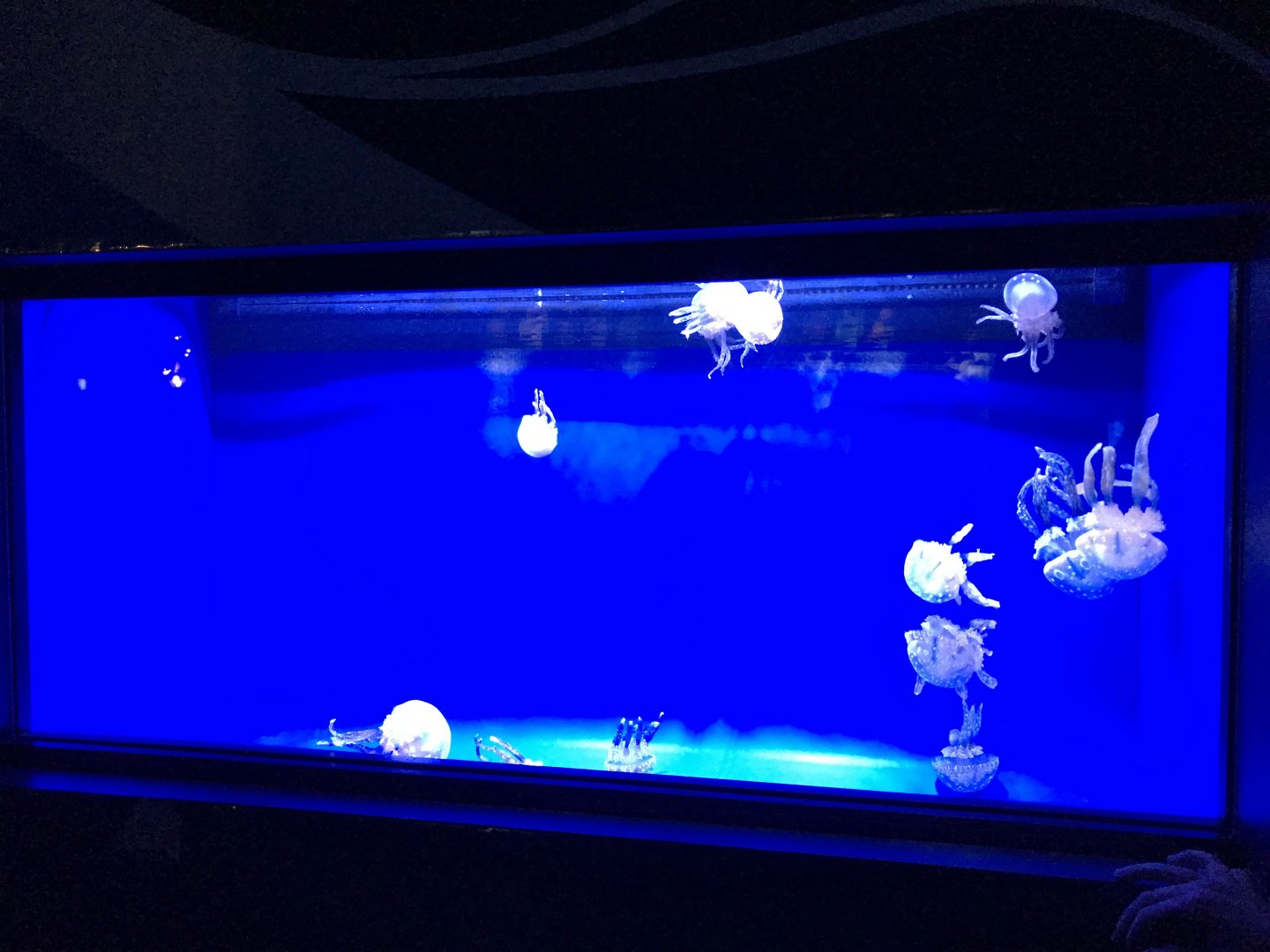 Spotted lagoon jelly