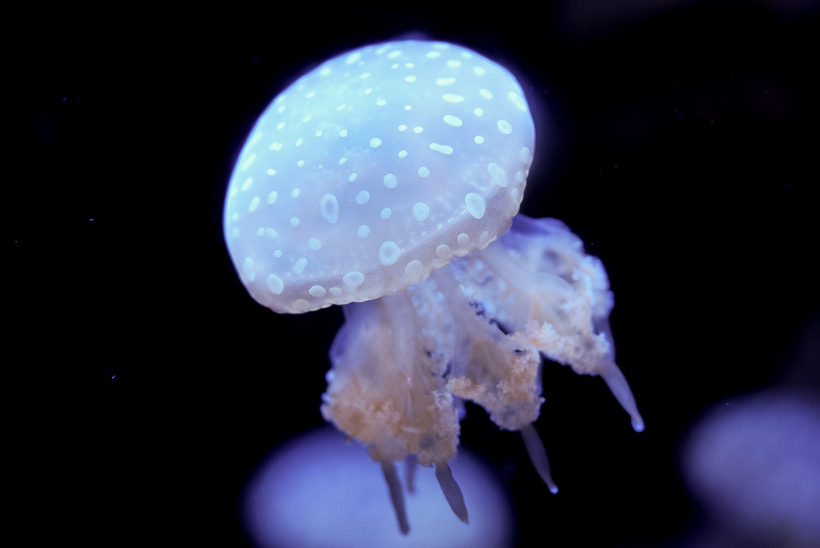 Spotted Lagoon Jelly