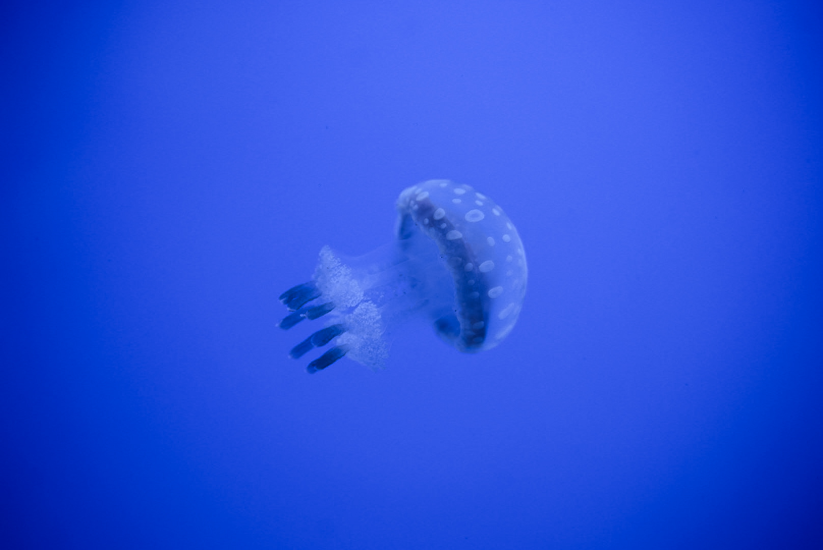 Spotted Lagoon Jelly