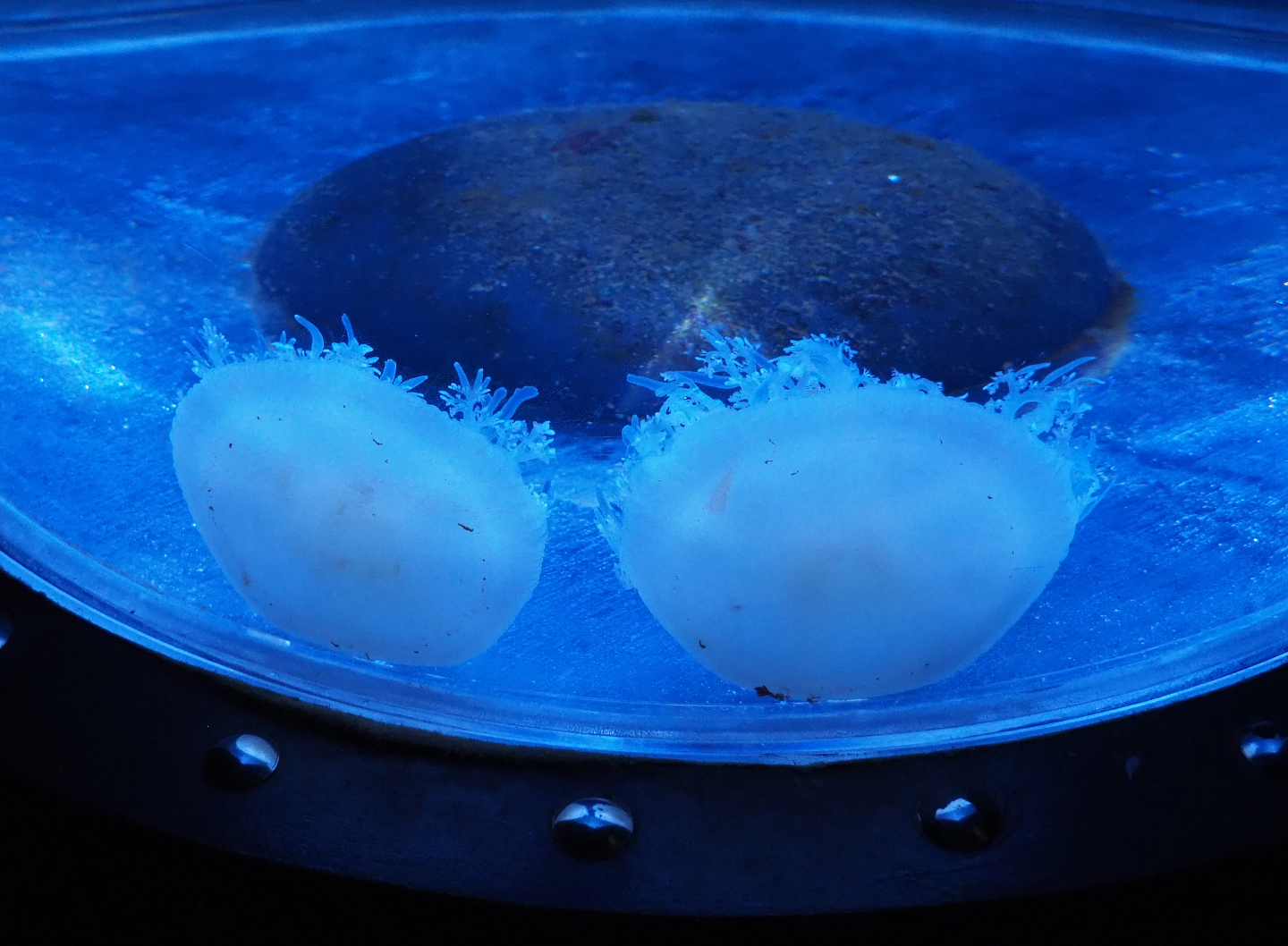 Spotted lagoon jellyfish (Mastigias papua), 2020-09-03