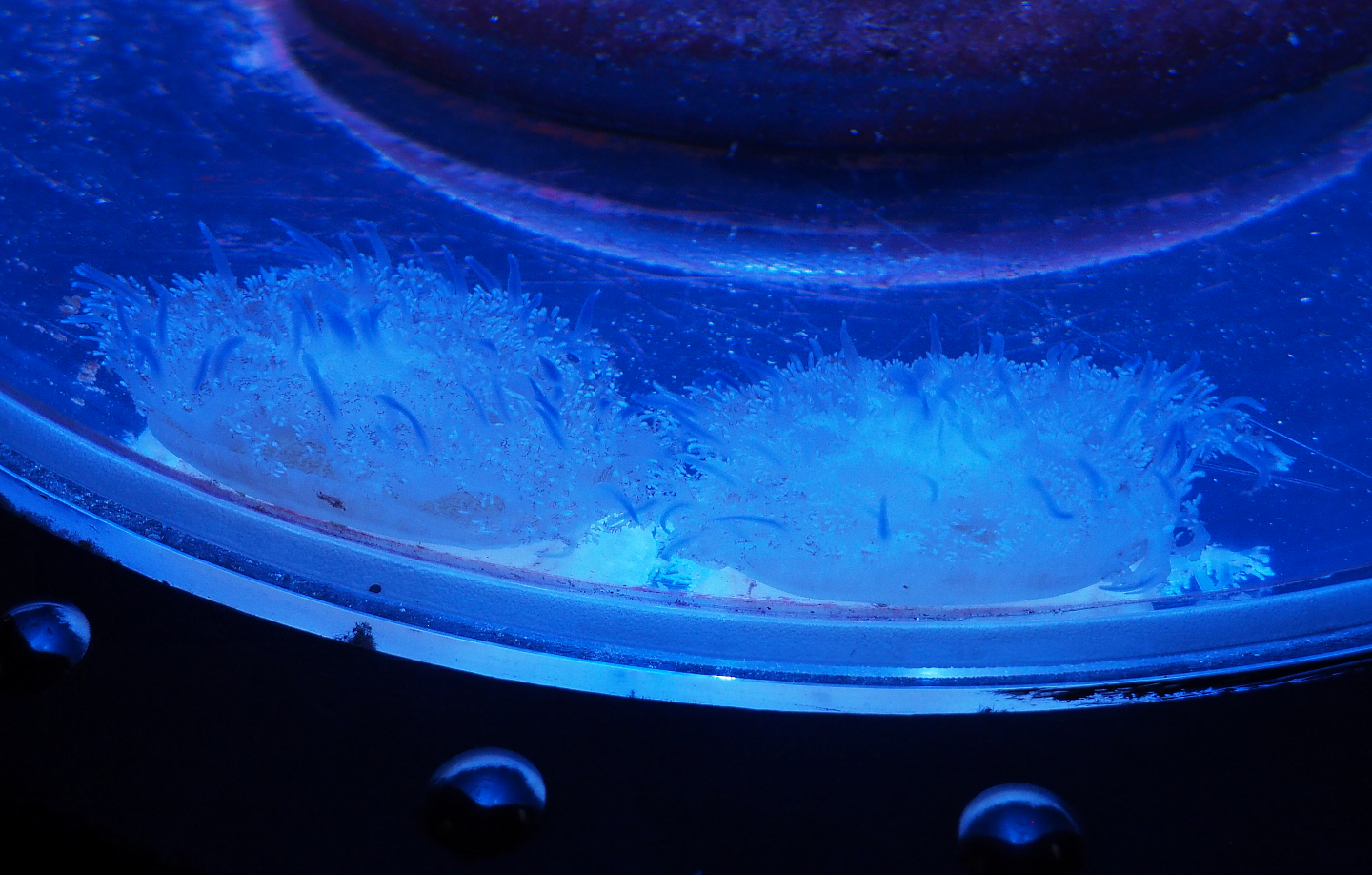 Spotted lagoon jellyfish (Mastigias papua), 2020-09-03