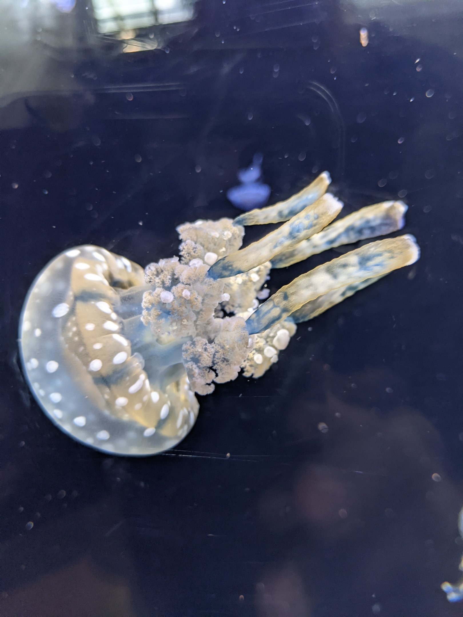 Spotted Lagoon Jellyfish (Mastigias papua)