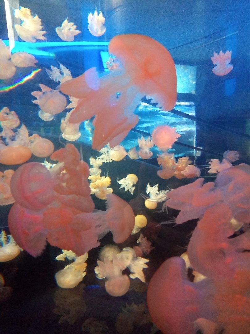 Spotted lagoon jellyfish