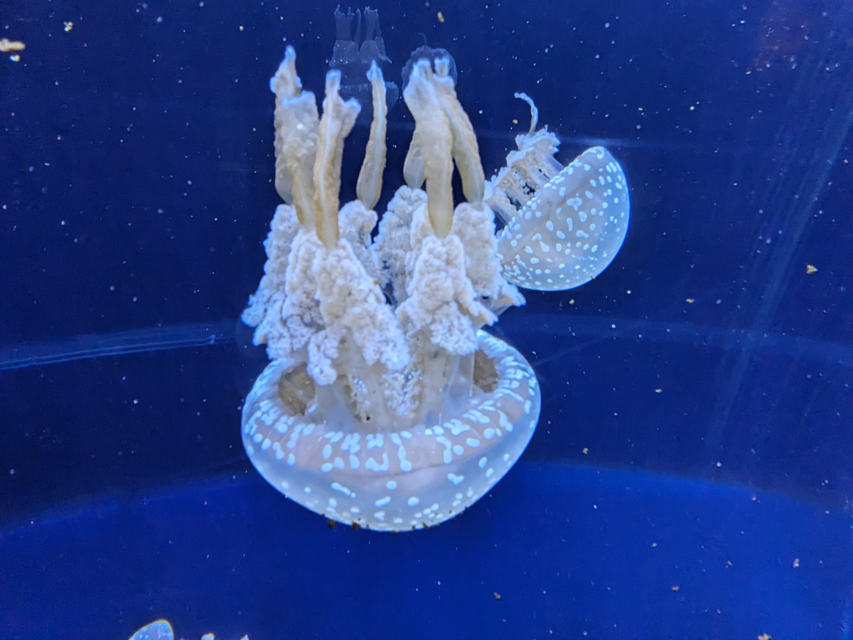Spotted lagoon Jellyfish