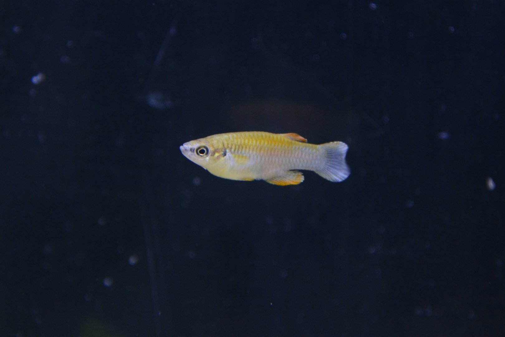 Spotted lampeye (Lacustricola maculatus)