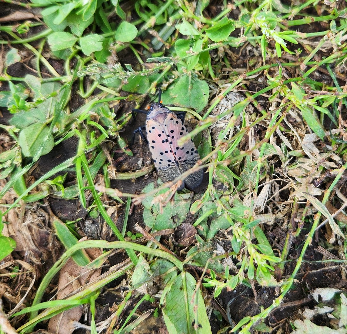 Spotted Lanternfly